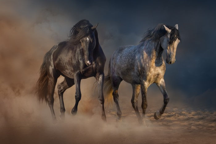 Horses in the desert dust