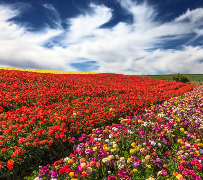 Meadows