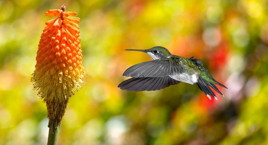 Birds