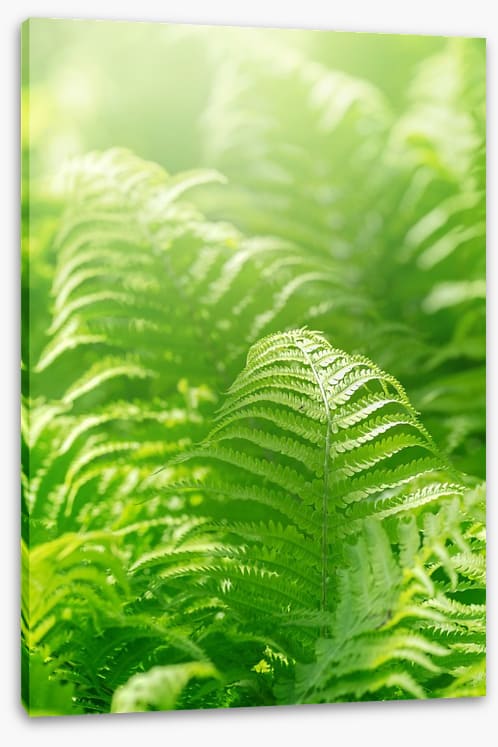 Fresh green ferns