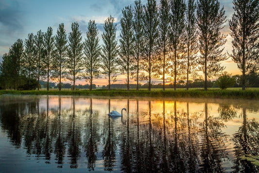 Swanning around