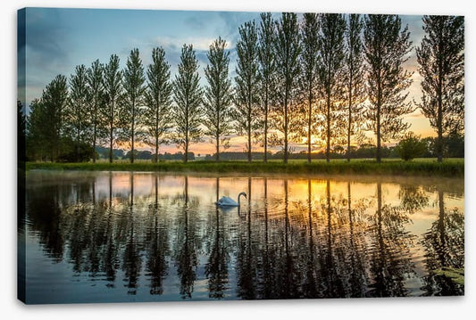 Swanning around
