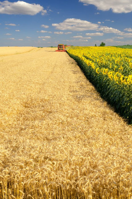 Agriculture
