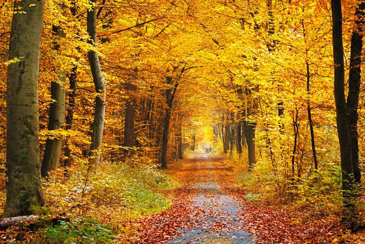 Golden brown tree tunnel