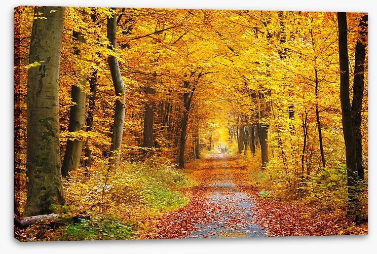 Golden brown tree tunnel