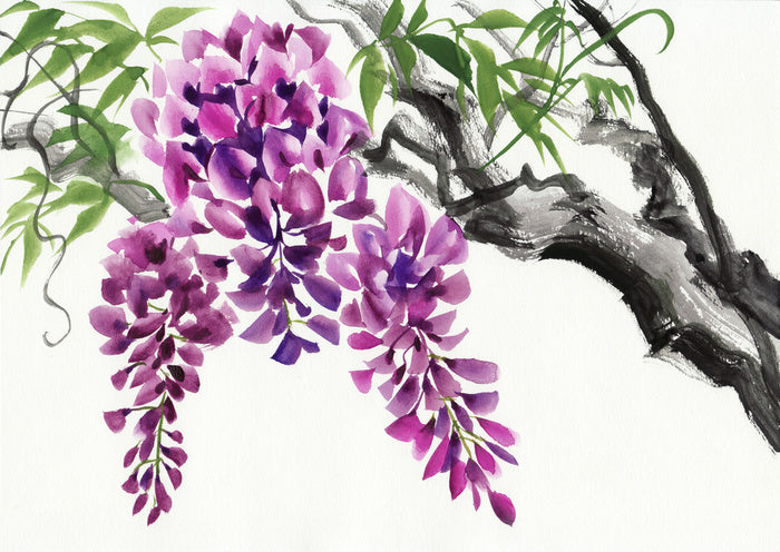 Wisteria blossom