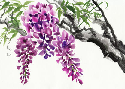 Wisteria blossom