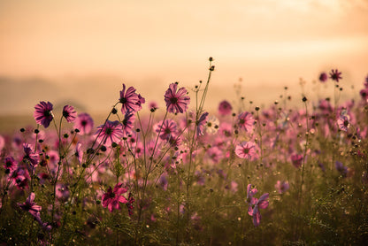Meadows