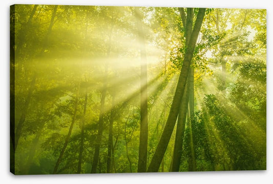 Forests