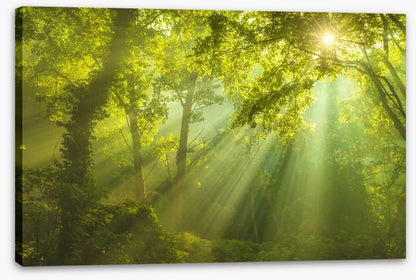 Forest of heaven