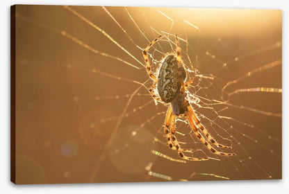 Insects
