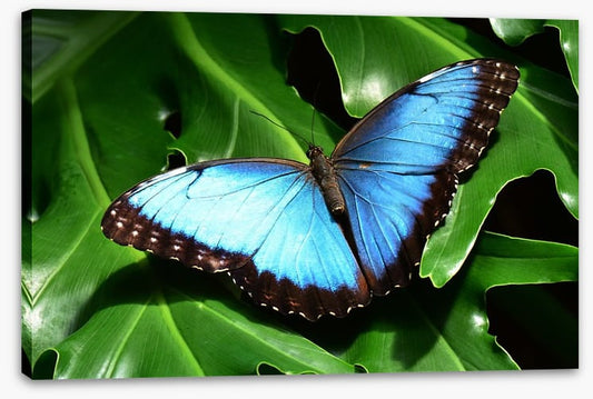 Insects