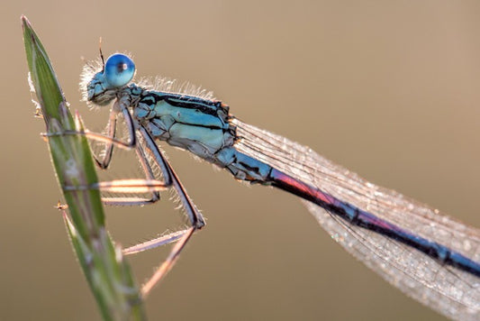 Insects