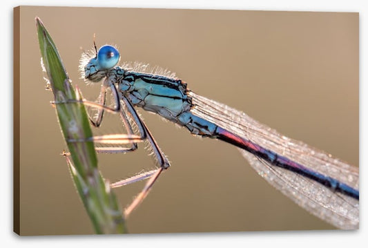 Insects