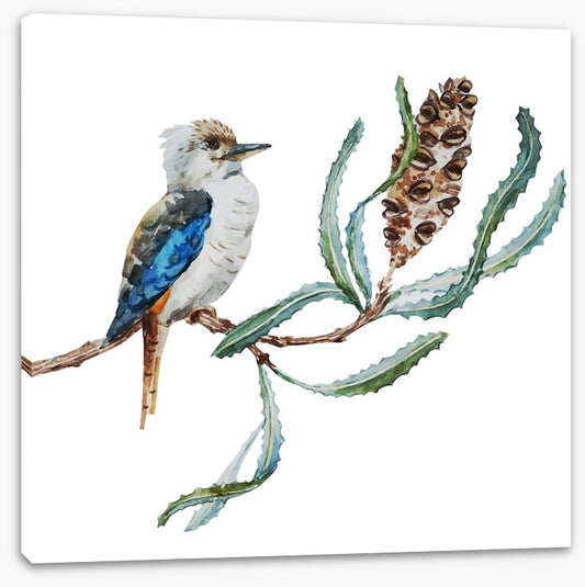 Little kookaburra