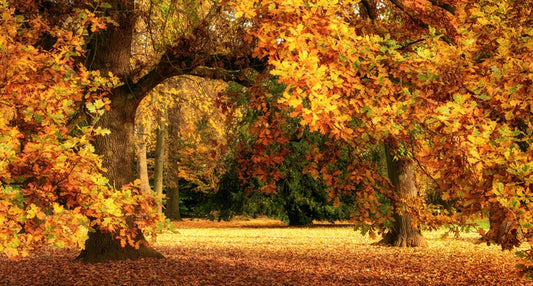 Below the golden bough