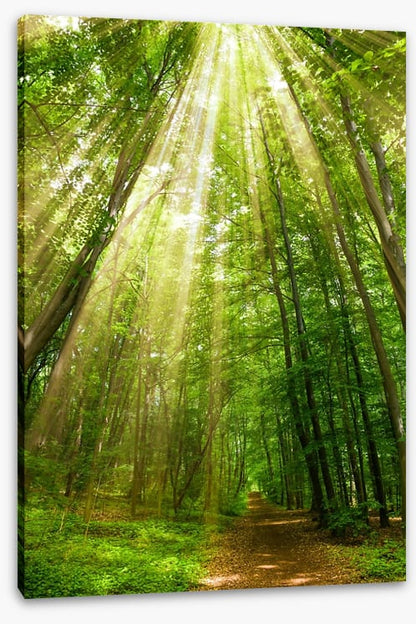 Spring sunbeam