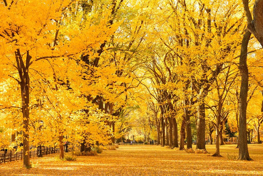 Golden fall in Central Park