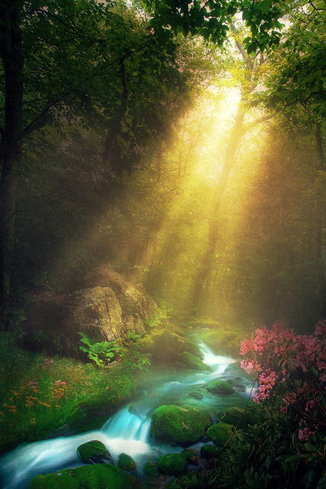 Magical morning stream