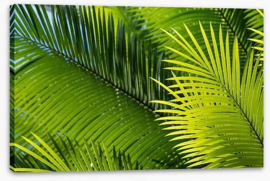 Frond in front