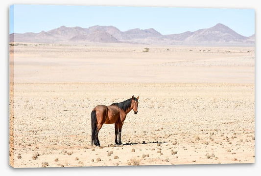 Lost in the desert