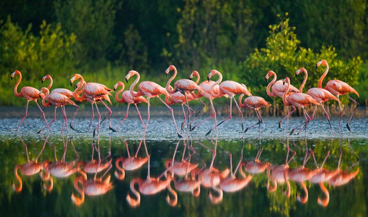 Flamingo run