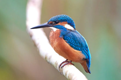 Kingfisher blues