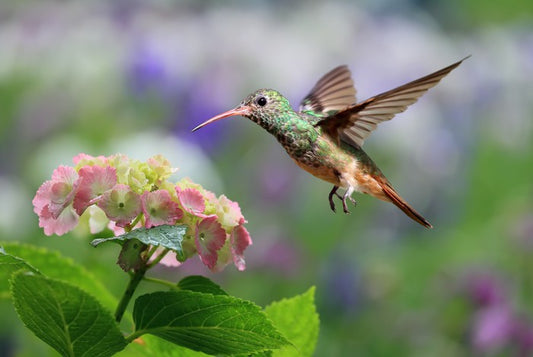 Hummingbird on hydrangea
