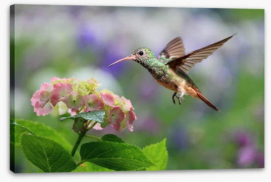 Hummingbird on hydrangea