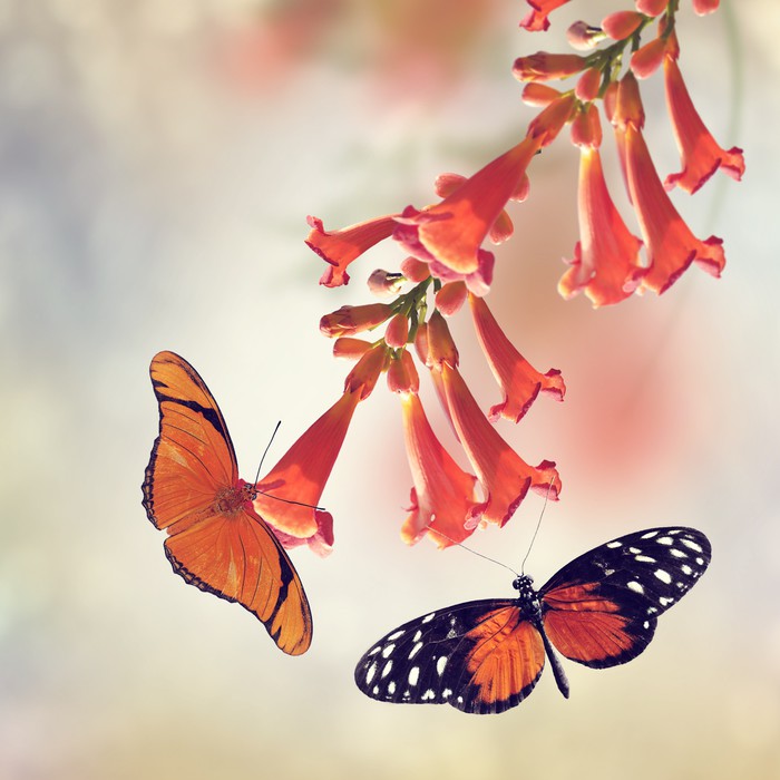 Butterflies
