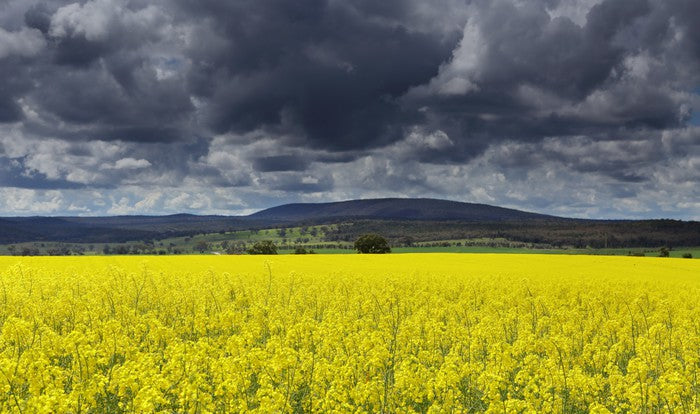Canola field storm