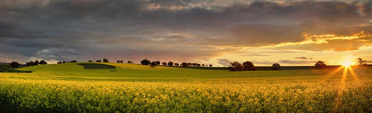 Canola sunset panorama