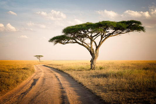 Africa