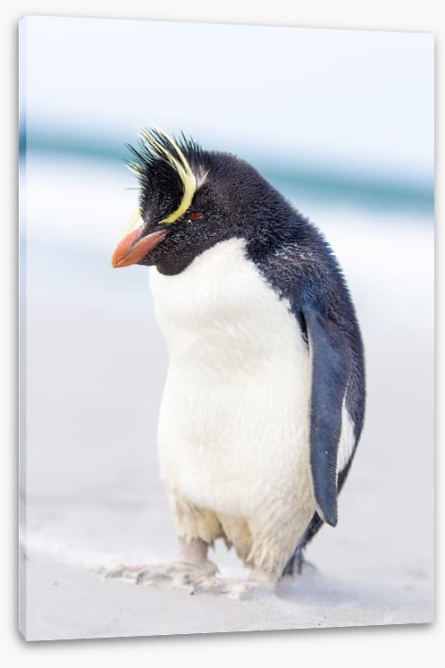 Rockhopper Penguin | Stretched Canvas – Wall Art Prints