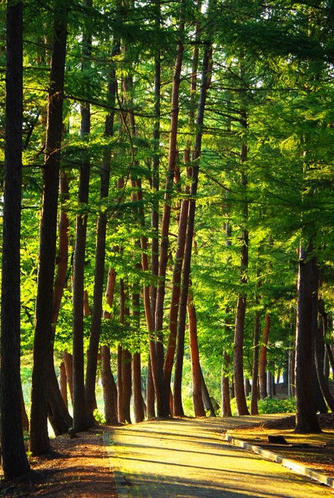 Forests