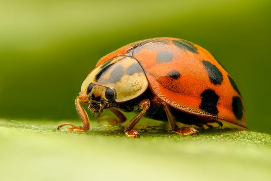 Insects
