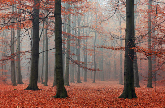 Forests