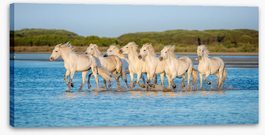 Mammals