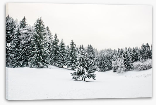 A lonely landscape