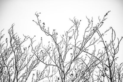 A touch of frost