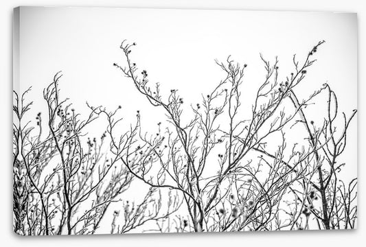 A touch of frost