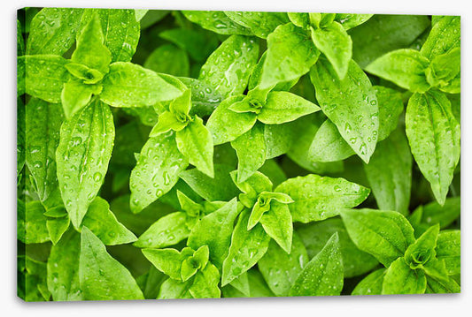 Leaves