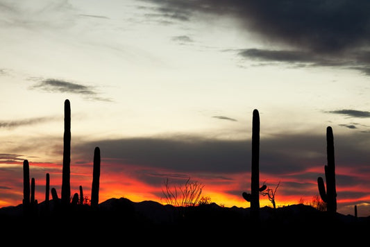 Saguaro sunset