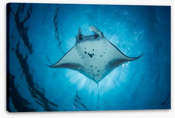 Under the Manta Ray