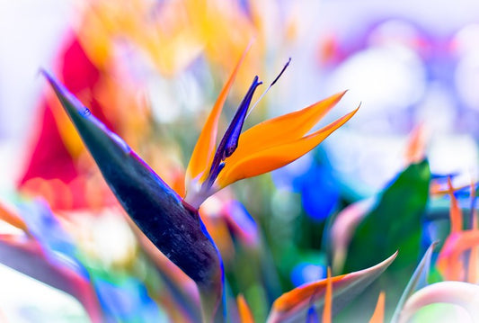 Bird of paradise
