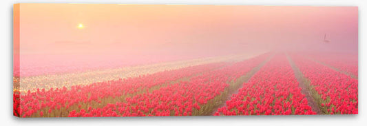 Meadows