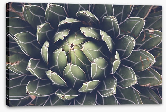 Agave succulent