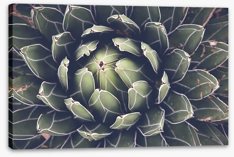 Agave succulent