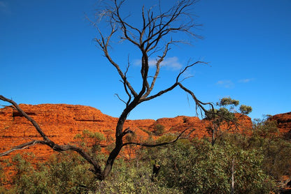 Kings Canyon contrasts