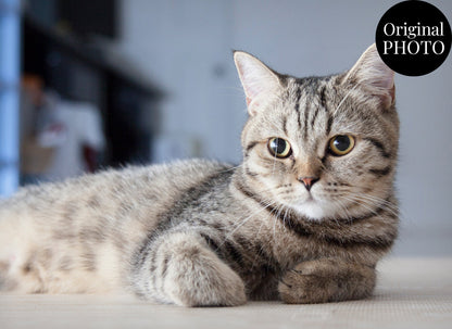 Cat lying on a surface with a blurred background
